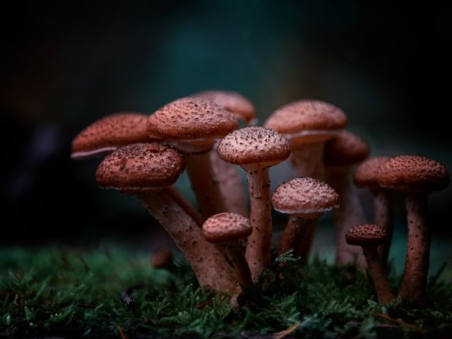 Είναι η Ψυχεδελική Θεραπεία η ανερχόμενη τάση στον κλάδο της ψυχικής υγείας;