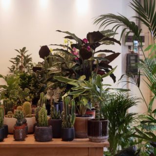 Ραντεβού στα «φυτάδικα»: Πέντε μαγαζιά (και μια έκπληξη) που αγαπούν οι λάτρεις των φυτών και αξίζει να επισκεφτείς