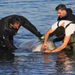Σε κίνδυνο η ζωή μικρής φάλαινας που εμφανίστηκε σε παραλία στον Άλιμο