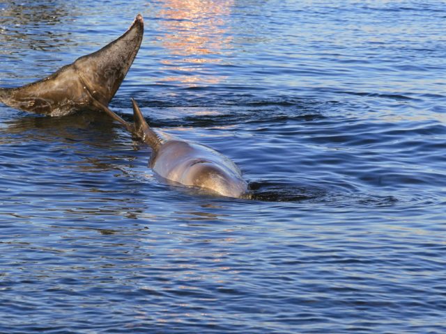 Θοδωρής Τσιμπίδης: «Είναι ζωτικής σημασίας να μάθουμε τον βυθό μας και τα πλάσματα του για να μην θρηνήσουμε άλλο ζιφιό»