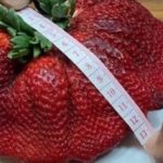 Μια φράουλα γιγαντιαίων διαστάσεων κατέκτησε μια θέση στο βιβλίο Guiness
