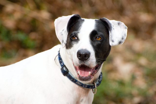 Ίδρυση Τμήματος Προστασίας Ζώων στην Ελληνική Αστυνομία