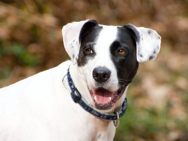 Ίδρυση Τμήματος Προστασίας Ζώων στην Ελληνική Αστυνομία