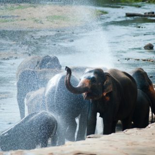 Δοκίμασα το ποτό που μεθάει τους ελέφαντες
