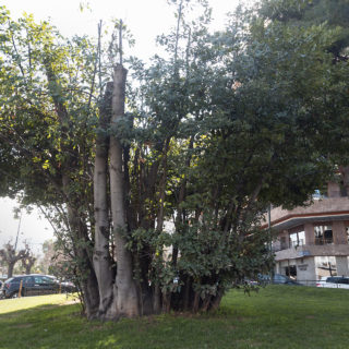 Ενας γιαπωνέζικος κήπος στο Παγκράτι