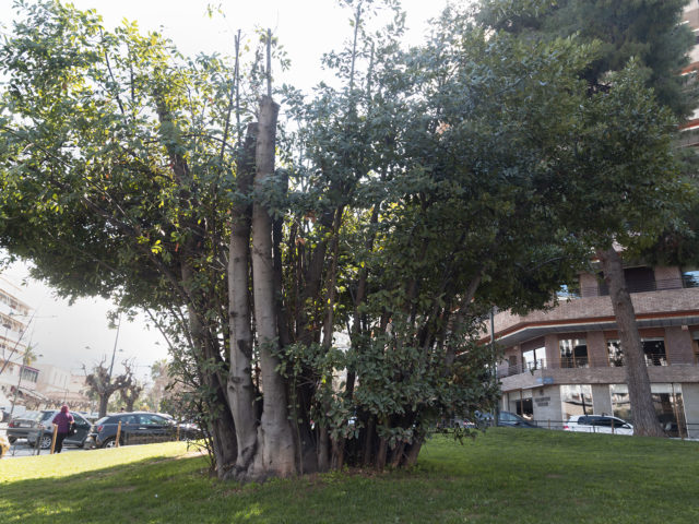 Ενας γιαπωνέζικος κήπος στο Παγκράτι