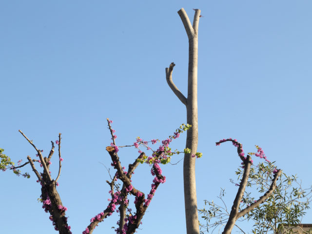 Η Μεγάλη Σφαγή: Κλαδεύονται παράτυπα τα δέντρα των πόλεων;