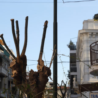 Τα αστικά δέντρα κατακρεουργούνται, οι ζωές των πουλιών δεν υπολογίζονται