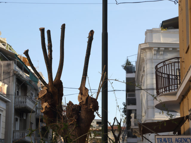 Τα αστικά δέντρα κατακρεουργούνται, οι ζωές των πουλιών δεν υπολογίζονται