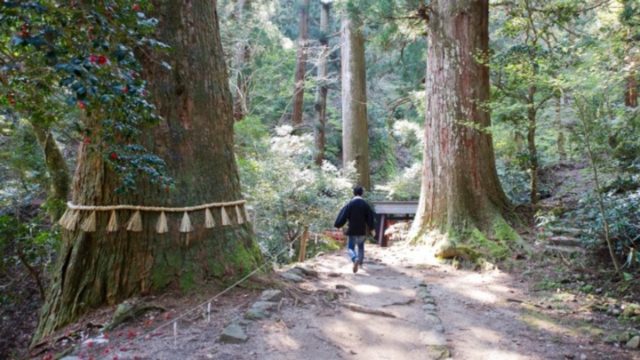 Έχουν βρεθεί στη Γη 30 δέντρα ηλικίας άνω των 2.000 ετών