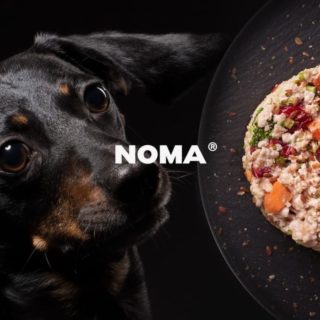 Ξηρά vs Μαγειρευτή τροφή για σκύλους και γάτες