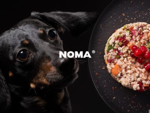 Ξηρά vs Μαγειρευτή τροφή για σκύλους και γάτες