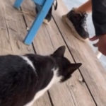 Παρέμβαση του εισαγγελέα του Αρείου Πάγου για την αθώωση του δράστη κακοποίησης γάτας στην Αιδηψό