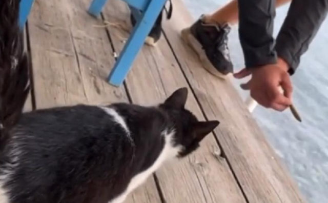 Παρέμβαση του εισαγγελέα του Αρείου Πάγου για την αθώωση του δράστη κακοποίησης γάτας στην Αιδηψό