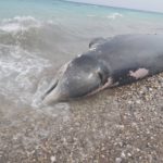 Ρόδος: Ζιφιός νεκρός από κατάποση πλαστικών