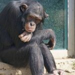 Εικόνες ντροπής στο Αττικό Ζωολογικό Πάρκο: Σκότωσαν χιμπατζή που διέφυγε από το κλουβί του