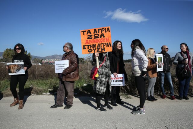 Αττικό Πάρκο: Προανάκριση για τον θάνατο του χιμπατζή