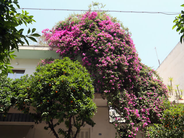 Βουκαμβίλια: Η αναρριχώμενη «κυρία» που ξεγελά με τα ωραία της χρώματα την τσιμεντένια Αθηναϊκή ασχήμια