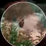 Βίντεο – ντοκουμέντο: Η στιγμή που άνδρας φέρεται να βάζει φωτιά στα Σπάτα