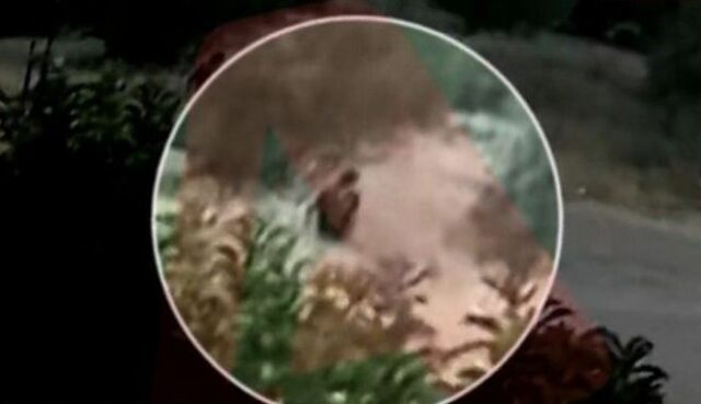 Βίντεο – ντοκουμέντο: Η στιγμή που άνδρας φέρεται να βάζει φωτιά στα Σπάτα