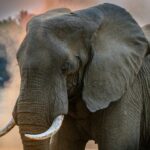 Τρεις νεκροί ελέφαντες από ερπητοϊό στον ζωολογικό κήπο της Ζυρίχης