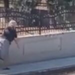 Ηλικιωμένη πέταξε μπαστούνι σε αδέσποτο σκύλο που κοιμόταν [BINTEO]