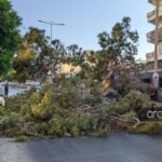 Παρέμβαση εισαγγελέα για τον 51χρονο που καταπλακώθηκε από δέντρο στο Ηράκλειο