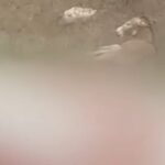 Ευθανασία έγινε στο γαϊδουράκι που βασανίστηκε στο Γραμμένο Ιωαννίνων