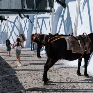 Όταν το κέρδος μπαίνει πάνω από την ευημερία των ζώων