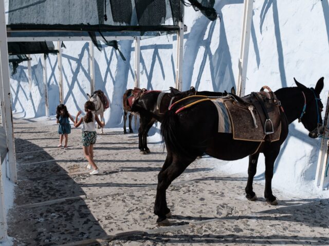 Όταν το κέρδος μπαίνει πάνω από την ευημερία των ζώων