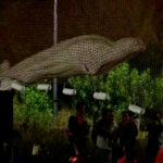 H φάλαινα Μπελούγκα που είχε εγκλωβιστεί στον Σηκουάνα πέθανε κατά τη μεταφορά της