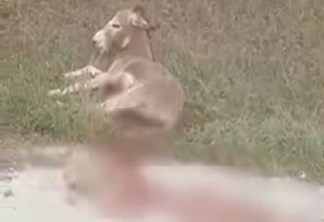 Ζίτσα: Βαριά τα τραύματα στο γαϊδουράκι που έσερνε ο αντιδήμαρχος