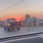 Νέο περιστατικό κακοποίησης ζώου στη Μύκονο: Έδεσαν άλογο σε αγροτικό και το έσερναν