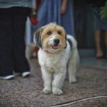 Pawsome Festival: Ένα playground κοινωνικοποίησης των τετράποδων φίλων μας στη Δημοτική Αγορά Κυψέλης