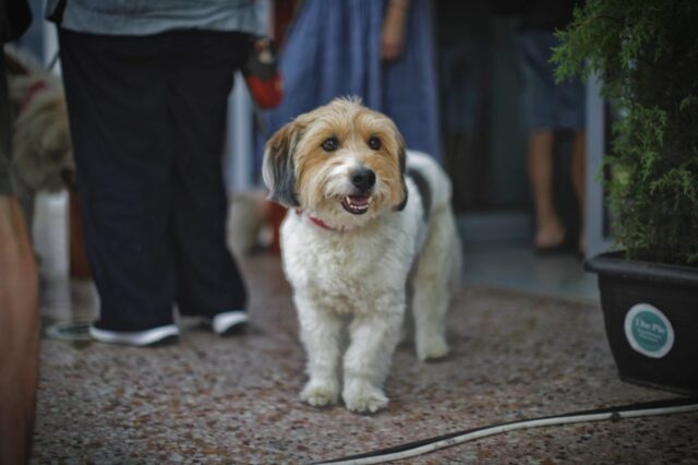 Pawsome Festival: Ένα playground κοινωνικοποίησης των τετράποδων φίλων μας στη Δημοτική Αγορά Κυψέλης