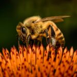 ΗΠΑ: Σε κώμα νοσηλεύεται νεαρός που τσιμπήθηκε 20.000 φορές από μέλισσες-δολοφόνους