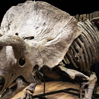 Σκελετός δεινοσαύρου πωλείται σε δημοπρασία στο Παρίσι