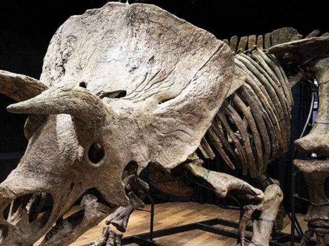 Σκελετός δεινοσαύρου πωλείται σε δημοπρασία στο Παρίσι