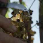 Φυσικά Fysika: Μια έκθεση για κρασιά μηδενικών ή ελαχίστων παρεμβάσεων