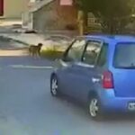 Οδηγός στη Θεσσαλονίκη παρασύρει κουτάβι και το αφήνει αιμόφυρτο