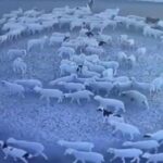 Κίνα: Λύθηκε το μυστήριο με τα πρόβατα που κινούνταν σε κύκλους