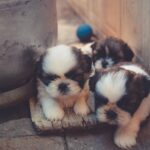 Συνελήφθησαν αντιδήμαρχος και εργαζόμενος στο Δήμο Φιλιατών – Άφησαν στα σκουπίδια έξι κουτάβια