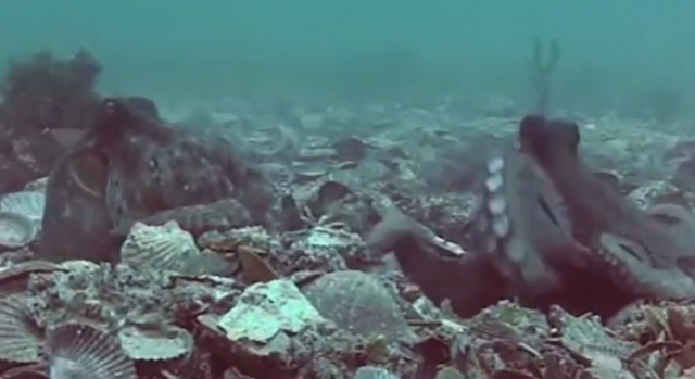 Χταπόδια «συνελήφθησαν» να πετούν το ένα στο άλλο αντικείμενα [ΒΙΝΤΕΟ]