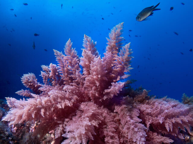 Η υδατοκαλλιέργεια φυκιών είναι το “new age” στη γεωργική παραγωγή