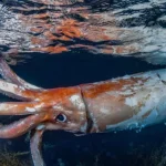 Δύτες βιντεοσκόπησαν γιγάντιο καλαμάρι που κολυμπούσε στα ανοιχτά της Ιαπωνίας [BINTEO]