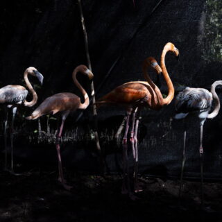 Ροζ φλαμίνγκο, η δουλειά σας τελείωσε για σήμερα