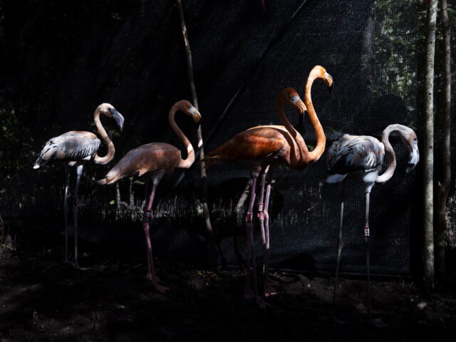 Ροζ φλαμίνγκο, η δουλειά σας τελείωσε για σήμερα
