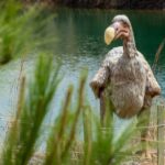 Επιστήμονες θέλουν να «αναστήσουν» το ντόντο, το πτηνό που εξαφανίστηκε τον 17ο αιώνα