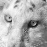 Έγινε ευθανασία στο λευκό τιγράκι «Χασίγια»