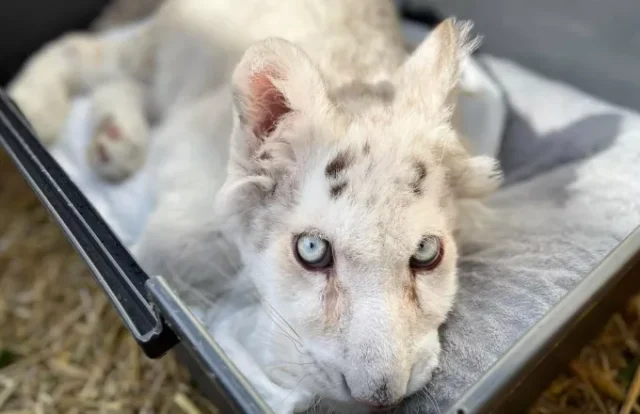 Ευθανασία η μόνη λύση για το λευκό τιγράκι – Ομόφωνο πόρισμα από τους κτηνιάτρους